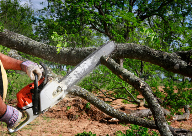 Reliable Temple, GA Tree Services Solutions